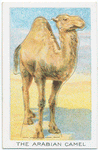 The Arabian Camel.