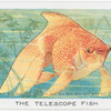 The Telescope Fish.