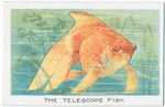 The Telescope Fish.