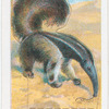 The Great Ant-Eater.
