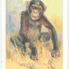 The Chimpanzee.