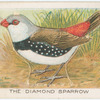 The diamond sparrow.