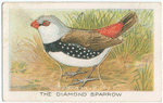 The diamond sparrow.