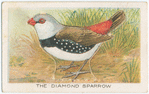 The diamond sparrow.