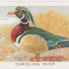 Carolina duck.