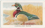 Carolina duck.