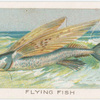 Flying fish.