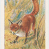 Common fox.