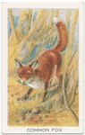 Common fox.