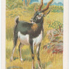 Black buck.