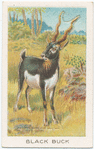 Black buck.
