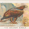 The golden eagle.