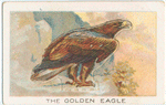 The golden eagle.