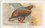 The golden eagle.