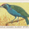 Purple headed glossy starling.