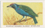 Purple headed glossy starling.