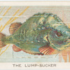 The lump-sucker.