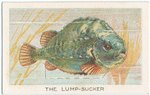 The lump-sucker.