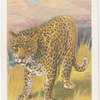The leopard.