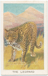 The leopard.