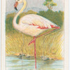 The flamingo.