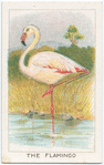 The flamingo.