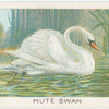 Mute swan.