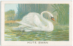 Mute swan.
