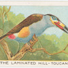 The laminated hill toucan.