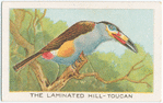 The laminated hill toucan.