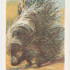 The porcupine.