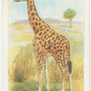 The giraffe.