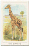 The giraffe.