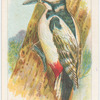 The great spotted woodpecker.