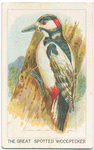 The great spotted woodpecker.