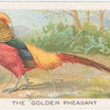 The golden pheasant.