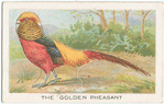 The golden pheasant.