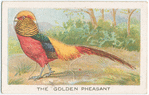 The golden pheasant.
