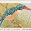 The black-cheeked kingfisher.