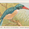 The black-cheeked kingfisher.