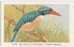 The black-cheeked kingfisher.
