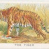 The tiger.