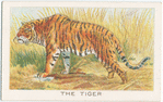 The tiger.