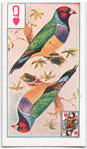 Birds of brilliant plummage.