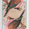 Birds of brilliant plummage.