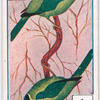 Birds of brilliant plummage.