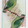 Birds of brilliant plummage.