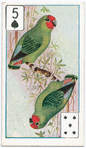 Birds of brilliant plummage.