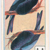 Birds of brilliant plummage.