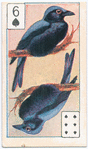 Birds of brilliant plummage.
